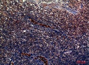 Anti-CD62P Rabbit Polyclonal Antibody