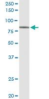 Anti-RFX5 Rabbit Polyclonal Antibody