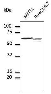 Endogenous ERP57, endoplasmic reticulum lumen marker, detected with Anti-ERp57 Antibody at a 1:500 dilution. Lysates at 100 µg per lane and rabbit anti-goat IgG antibody (HRP) at a 1:10000 dilution