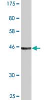 Anti-TCEAL1 Mouse Monoclonal Antibody [clone: 3B9]