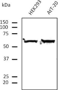 Endogenous ERP57, endoplasmic reticulum lumen marker, detected with Anti-ERp57 Antibody at a 1:500 dilution. Lysates at 100 µg per lane and rabbit anti-goat IgG antibody (HRP) at a 1:10000 dilution