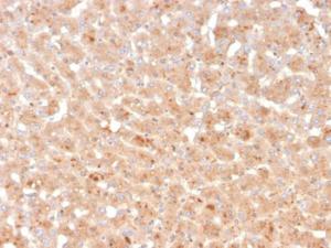 Immunohistochemical analysis of formalin-fixed, paraffin-embedded human liver using Anti-Transthyretin Antibody [TTR/4296]