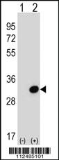 Anti-SCGN Rabbit Polyclonal Antibody