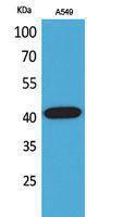 Western blot analysis of A549 cells using Anti-SELL Antibody