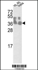 Anti-CLNS1A Rabbit Polyclonal Antibody