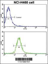 Anti-EPHB2 Rabbit Polyclonal Antibody