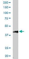 Anti-RNF2 Goat Polyclonal Antibody