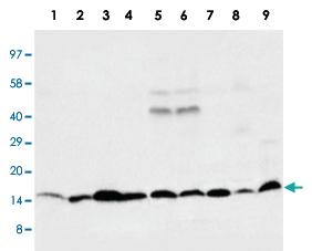 Anti-Ccl4 Rabbit Polyclonal Antibody