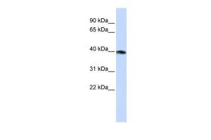 Anti-GNAZ Rabbit Polyclonal Antibody