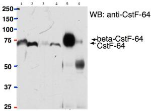 Anti-Cstf2 Antibody (A82473) (2ug) used to pull down ÃŸCstf-64 from Mouse Brain (lane 5) lysate (500ug protein) while it cannot pull down Cstf-64 from Mouse Liver (lane 6) lysate (500ug) protein) using Protein G-coated magnetic beads