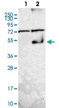 Anti-SLC43A1 Rabbit Polyclonal Antibody