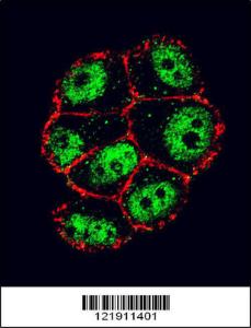 Anti-NFKBIA Rabbit Polyclonal Antibody