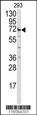 Anti-MIPEP Rabbit Polyclonal Antibody