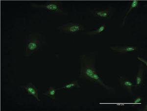 Anti-RPL7 Mouse Monoclonal Antibody [clone: 2E10]