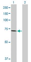 Anti-EXT2 Rabbit Polyclonal Antibody