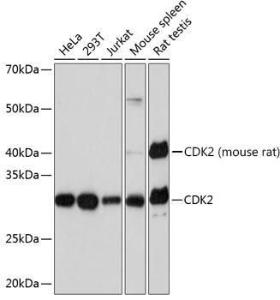 Antibody A308527-100 100 µl