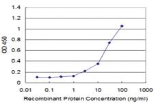 Anti-RPL7 Mouse Monoclonal Antibody [clone: 2E10]