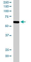 Anti-RNF8 Goat Polyclonal Antibody