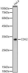 Antibody A308527-100 100 µl