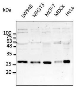 Endogenous RAB5A detected with Anti-RAB5A Antibody at a 1:2,500 dilution. Lysates at 50µg per lane and rabbit anti-goat IgG antibody (HRP) at a 1:10,000 dilution.