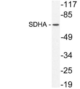 Western blot analysis of lysate from HeLa cells using Anti-SDHA Antibody