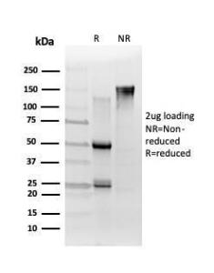 SDS-PAGE analysis of Anti-TCF25 Antibody [PCRP-TCF25-1A11] under non-reduced and reduced conditions; showing intact IgG and intact heavy and light chains, respectively. SDS-PAGE analysis confirms the integrity and purity of the antibody