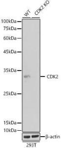 Antibody A308527-100 100 µl