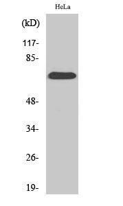 Western blot analysis of HepG2 cells using Anti-SDHA Antibody