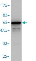 Anti-SNAP29 Mouse Polyclonal Antibody