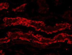 Anti-GPX3 Antibody (A82478) (20µg/ml) staining of PFA-perfused cryosection of Porcine Kidney. Microwave antigen retrieval with citrate buffer pH 3, CY3-staining