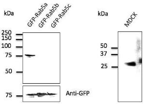 293 cells transfected with GFP-RAB5A, GFP-RAB5B, and GFP-RAB5C, detected with Anti-RAB5A Antibody at a 1:500 dilution. Rabbit anti-goat IgG antibody (HRP) was used at a 1:10,000 dilution.