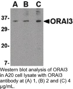 Anti-ORAI3 Rabbit Polyclonal Antibody