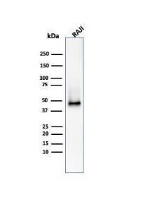 Western blot analysis of Raji cell lysate using Anti-CD38 Antibody [CD38/4328]