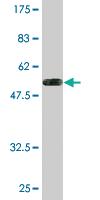 Anti-SNAP29 Mouse Monoclonal Antibody [clone: 1C10]