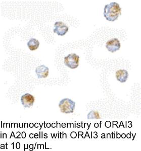 Anti-ORAI3 Rabbit Polyclonal Antibody