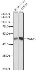 Western blot analysis of extracts of various cell lines, using Anti-MAT2A Antibody [ARC2447] (A307555) at 1:3,000 dilution