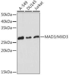 Western blot analysis of extracts of various cell lines, using Anti-MXD3 / MAD3 Antibody [ARC2333] (A308529) at 1:1000 dilution