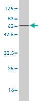 Anti-CDCA3 Mouse Monoclonal Antibody [clone: 4A10]