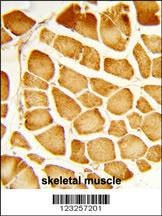 Anti-COX4I1 Rabbit Polyclonal Antibody (Biotin)