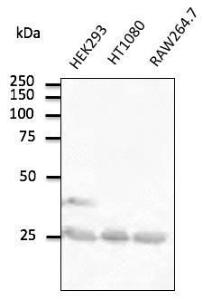 Anti-RAB5A Goat Polyclonal Antibody