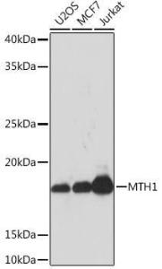 Western blot analysis of extracts of various cell lines, using Anti-MTH1 Antibody [ARC0869] (A308530) at 1:1,000 dilution