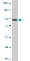 Anti-PCDHA5 Mouse Monoclonal Antibody [clone: 1E8]