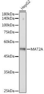 Western blot analysis of extracts of HepG2 cells, using Anti-MAT2A Antibody [ARC2447] (A307555) at 1:3,000 dilution