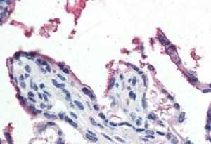 Anti-GPX3 Antibody (A82478) (5 µg/ml) staining of paraffin embedded Human Placenta. Steamed antigen retrieval with citrate buffer pH 6, AP-staining