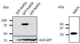 GFP-RAB5A, GFP-RAB5B, and GFP-RAB5C