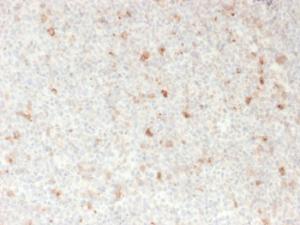 Anti-CD134 antibody