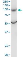 Anti-PKD2L1 Mouse Monoclonal Antibody [clone: 4F9]