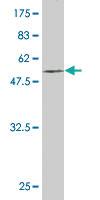 Anti-EGFL7 Mouse Monoclonal Antibody [clone: 2H6]