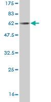 Anti-CDCA3 Mouse Monoclonal Antibody [clone: 3B9]