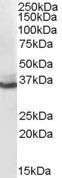 Anti-AKR1C4 Antibody (A82480) (0.1 µg/ml) staining of human liver lysate (35 µg protein in RIPA buffer). Primary incubation was 1 hour. Detected by chemiluminescence